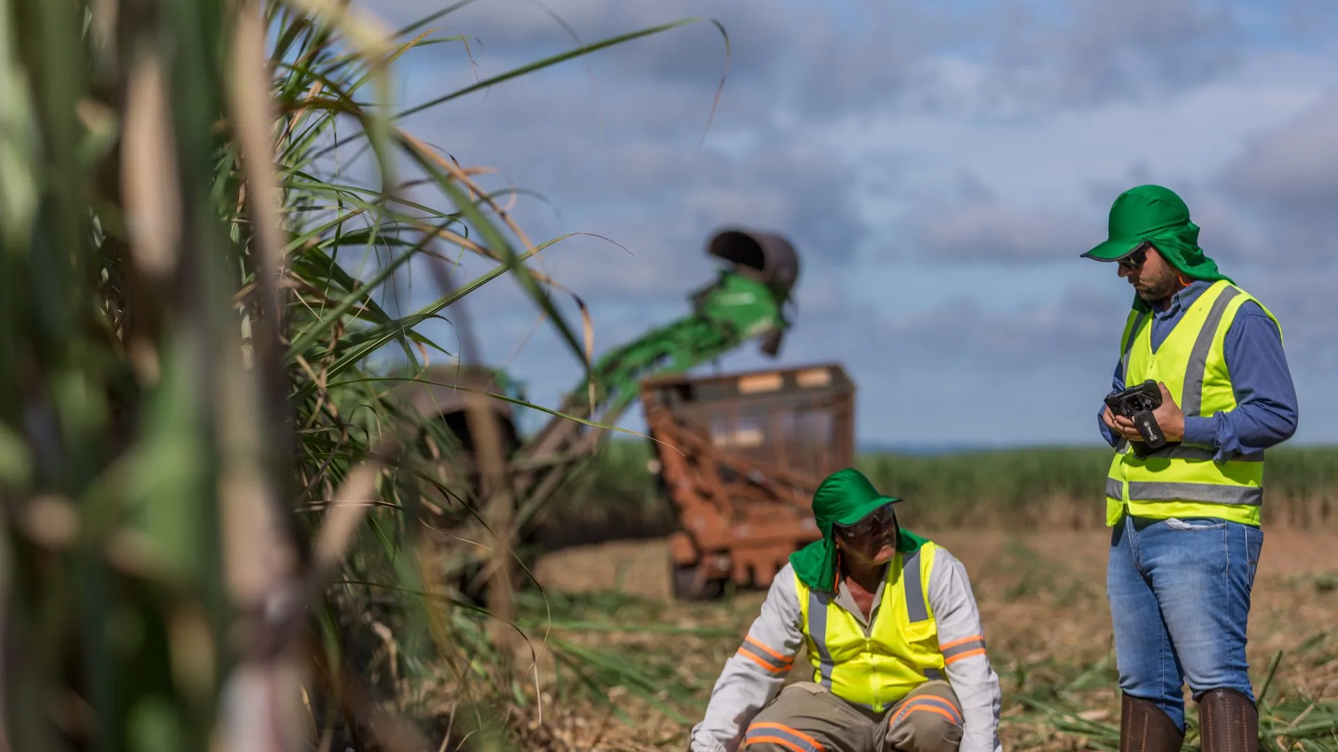 People working in a sugarcane field, with a harvester in the background, in a photograph from the Tereos collection